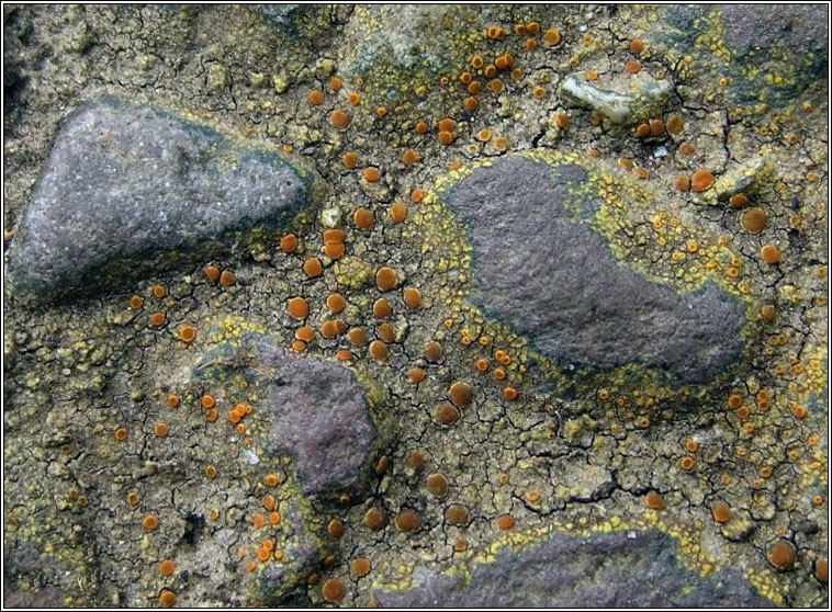 Caloplaca flavovirescens