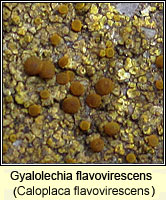 Gyalolechia flavovirescens (Caloplaca flavovirescens)