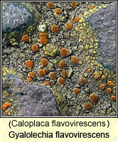 Gyalolechia flavovirescens (Caloplaca flavovirescens)