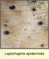 Leptorhaphis epidermidis