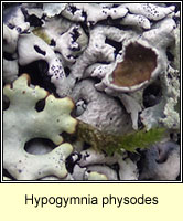 Hypogymnia physodes