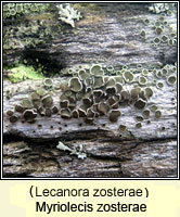 Myriolecis zosterae (Lecanora zosterae)