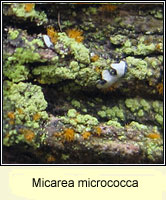 Micarea micrococca