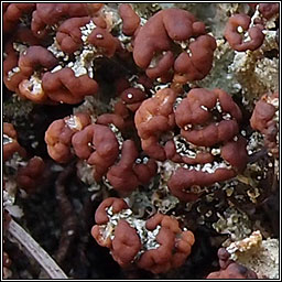 Cladonia ramulosa