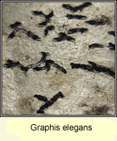 Graphis elegans