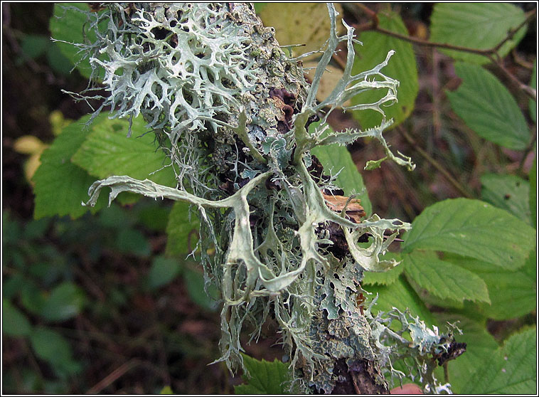 Ramalina calicaris