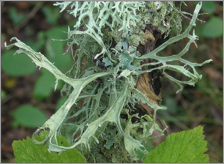 Ramalina calicaris