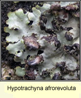 Hypotrachyna afrorevoluta