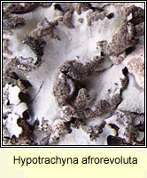 Hypotrachyna afrorevoluta