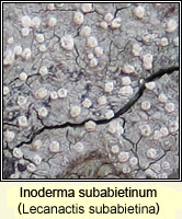 Inoderma subabietinum, Lecanactis subabietina