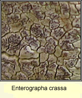 Enterographa crassa