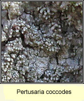 Pertusaria coccodes