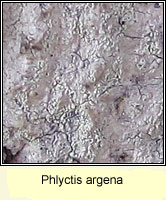 Phlyctis argena