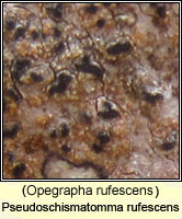 Pseudoschismatomma rufescens (Opegrapha rufescens)