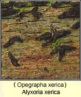 Alyxoria xerica (Opegrapha xerica)