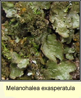 Melanohalea exasperatula