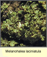 Melanohalea laciniatula