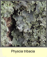 Physcia tribacia