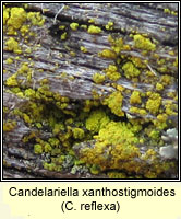 Candelariella xanthostigmoides (C reflexa)