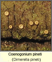 Coenogonium pineti (Dimerella pineti)