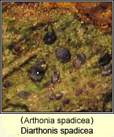 Diarthonis spadicea (Arthonia spadicea)