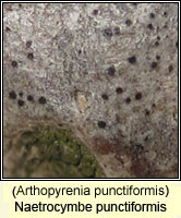 Naetrocymbe punctiformis (Arthopyrenia punctiformis)