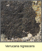 Verrucaria nigrescens