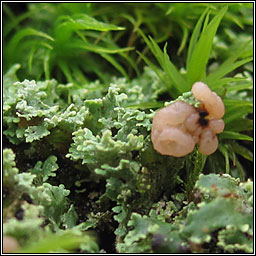 Cladonia caespiticia