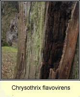 Chrysothrix flavovirens