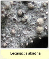 Lecanactis abietina