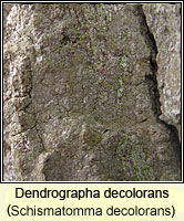 Dendrographa decolorans (Schismatomma decolorans)
