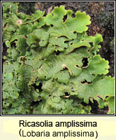Ricasolia amplissima (Lobaria amplissima)
