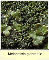 Melanelixia glabratula