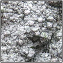 Pertusaria multipuncta