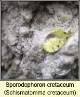 Sporodophoron cretaceum (Schismatomma cretaceum)