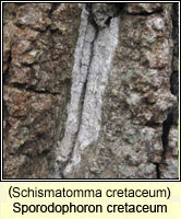 Schismatomma cretaceum