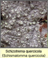 Schizotrema quercicola (Schismatomma quercicola)