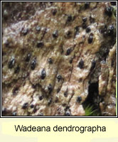 Wadeana dendrographa