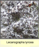 Lecanographa lyncea
