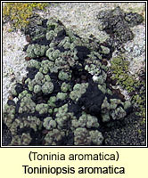Toninia aromatica