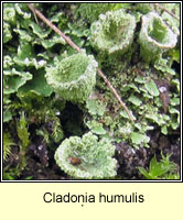 Cladonia humulis