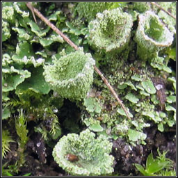 Cladonia humulis