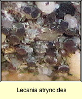 Lecania atrynoides