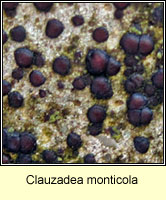 Clauzadea monticola