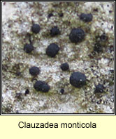 Clauzadea monticola