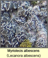 Myriolecis albescens (Lecanora albescens)