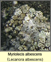 Myriolecis albescens (Lecanora albescens)