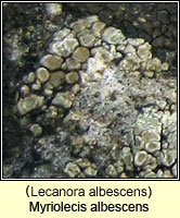 Lecanora albescens