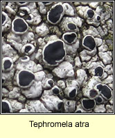 Tephromela atra