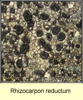 Rhizocarpon reductum